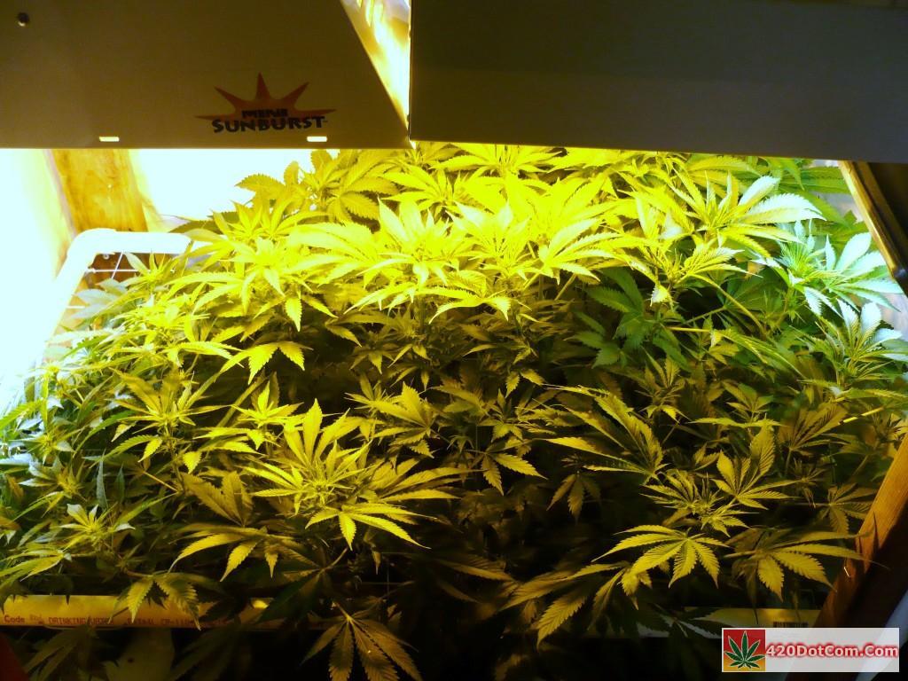 034 Jock Horror - First Week Of Flowering