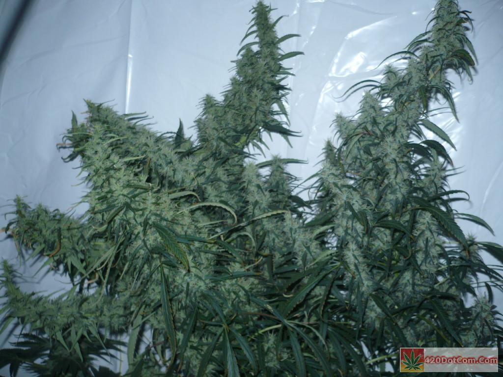 Day 58 African Sativas - Timber!