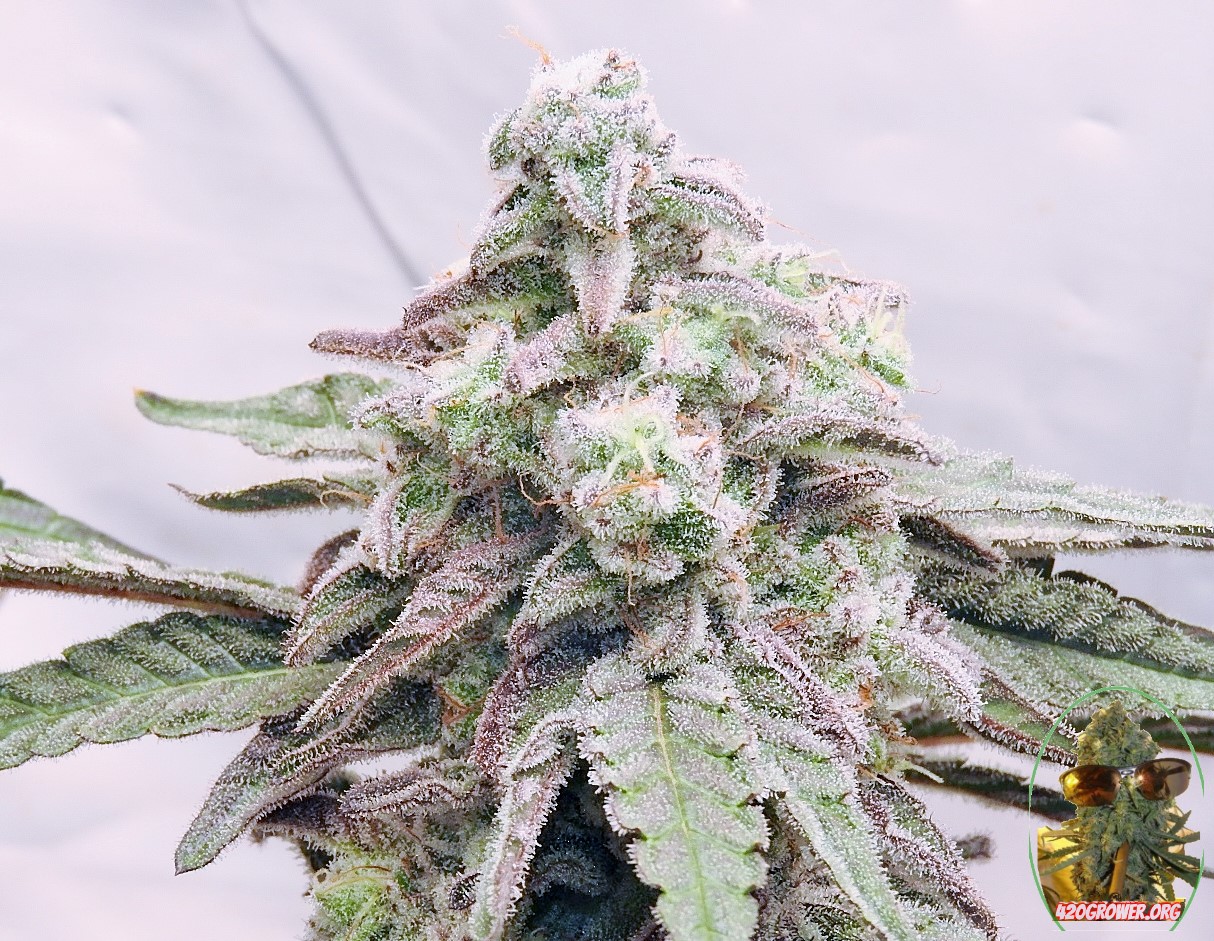 Growing Weed Indoors MAC 1