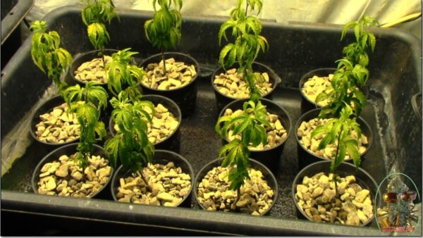 MAC 1 clones