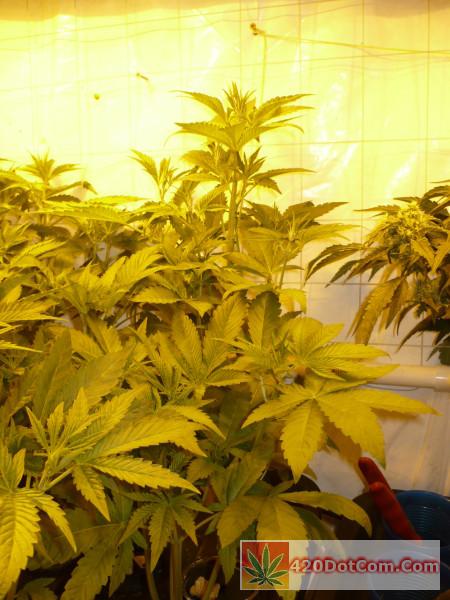 HAOG/Biker Kush at end of week 3 in flower-tallest girl sticking her head up