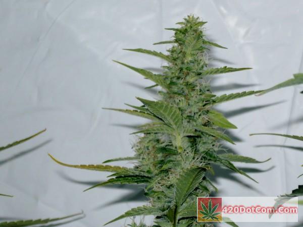 Biker Kush Bud Shots - Another nice cola