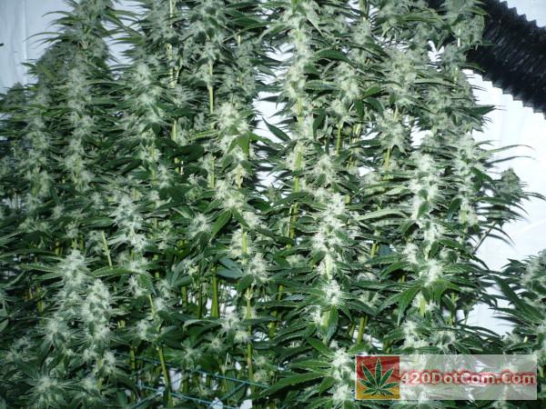 P1000960 - Biker Kush/HA OG Week 9