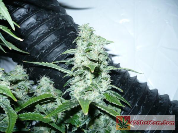 P1000968 - Biker Kush/HA OG Week 9