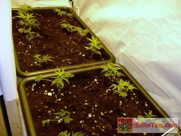 cindy 99 clones in coco beds