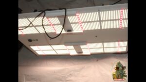 Indoor Grow Tents - Instant Grow Room On A Budget 2 HLG 650R in my grow closet