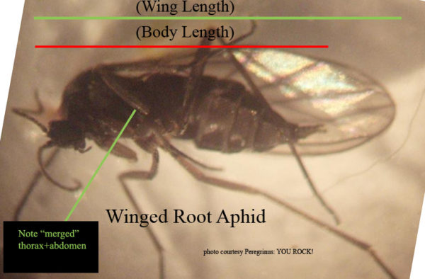 winged root aphid - how to get rid of root aphids
